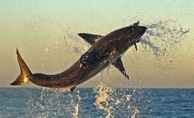 Мечта рыбака| Найдено в сети | Х-версии. Другие новости