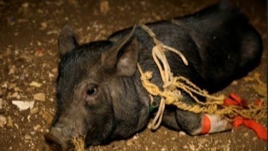 Колдуны мира | 2 сезон, 5 выпуск | Филиппинские хилеры