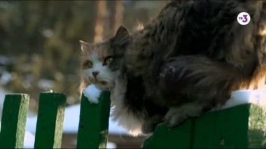 Слепая. 5 сезон. 46 выпуск. Выжить после развода