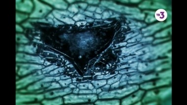 Тайные знаки, 1 сезон, 266 серия