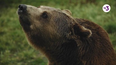 Вернувшиеся, 4 сезон, 16 серия